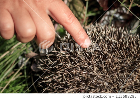 The child's hand gently touches the hedgehog's needles The child's hand gently touches the hedgehog's needles 113698285
