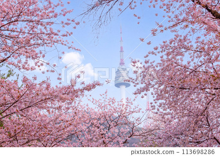 seoul tower in spring with cherry blossom tree in full bloom, south korea. seoul tower in spring with cherry blossom tree in full bloom, south korea. 113698286