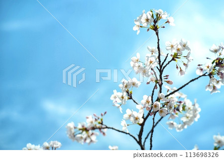 Cherry blossoms growing in fine weather 113698326