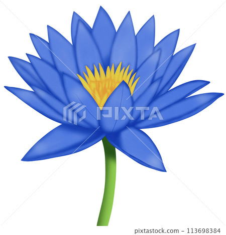 background with lotus flowers background with lotus flowers 113698384