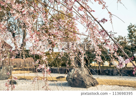 Former Konoe Residence and weeping cherry blossoms in full bloom at Nishio City Historical Park, Nishio City 113698395