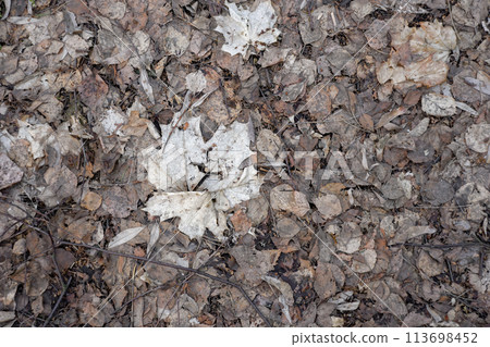 background of rotten gray autumn leaves in early spring background of rotten gray autumn leaves in early spring 113698452