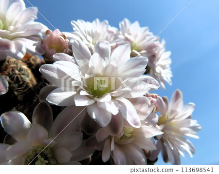 Gymnocalycium red-striped star circle Gymnocalycium red-striped star circle 113698541