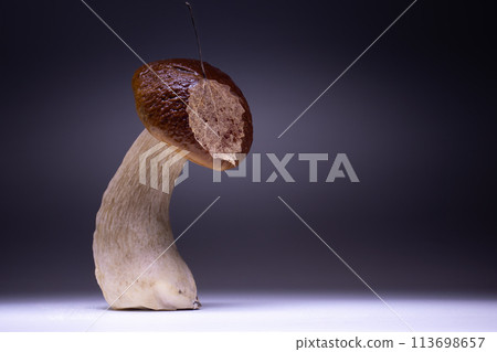 Curved cep mushroom (penny bun, porcini, Boletus edulis) or red-capped scaber stalk (Leccinum fungi) with an tracery golden leaf on its cap. Studio photo on gradient background from black to white. Curved cep mushroom (penny bun, porcini, Boletus edulis) or red-capped scaber stalk (Leccinum fungi) with an tracery golden leaf on its cap. Studio photo on gradient background from black to white. 113698657