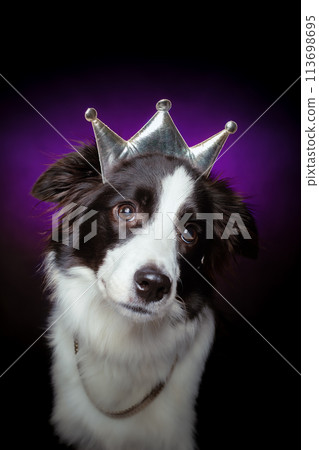 Border collie portrait with crown - qween dog. Purple background. Border collie portrait with crown - qween dog. Purple background. 113698695