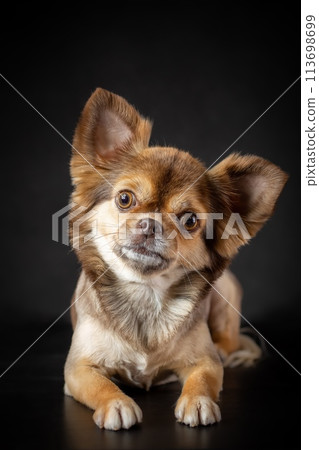 Furry and well groomed funny cockeyed chihuahua dog close-up portrait. Isolated on black background. Vertical image. Furry and well groomed funny cockeyed chihuahua dog close-up portrait. Isolated on black background. Vertical image. 113698699