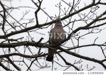 Bird is on the branch. Oriental turtle dove or rufous turtle dove Bird is on the branch. Oriental turtle dove or rufous turtle dove 113698808