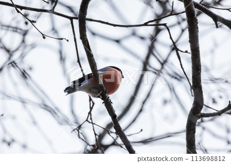 Eurasian bullfinch sits on a bare tree branch in the forest 113698812