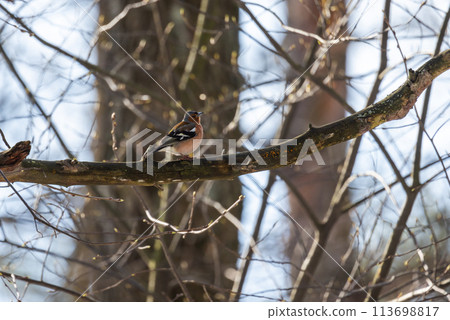 Little bird sits on the branch on a sunny day. The Eurasian chaffinch Little bird sits on the branch on a sunny day. The Eurasian chaffinch 113698817