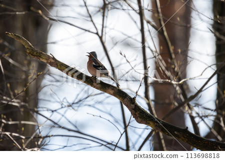 Little bird sings on the branch on a sunny day. The Eurasian chaffinch 113698818