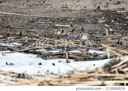 Small bird walk the coast of frozen Baltic Sea. The snow bunting 113698819
