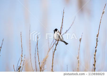 Small bird is on the branch on a sunny spring day, natural outdoor photo 113698820