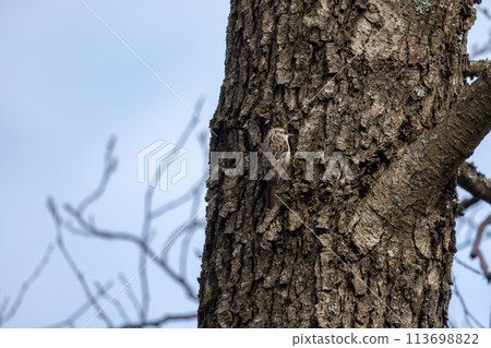 Bird climbing up a tree, leaning on its tail. The Eurasian treecreeper 113698822