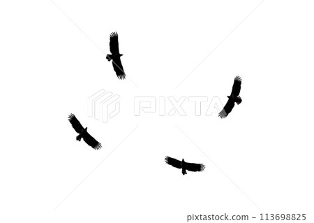 Dark silhouettes of four eagles isolated on white background Dark silhouettes of four eagles isolated on white background 113698825
