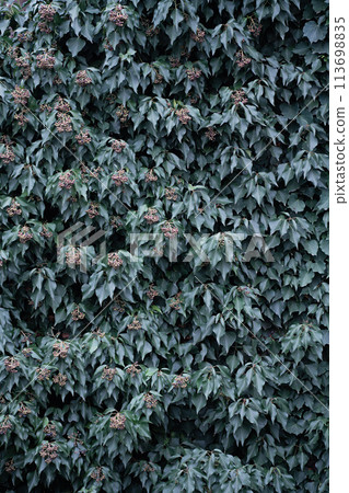 Background pattern of evergreen lianas of an ordinary ivy (Hedera). Vertical image. 113698835