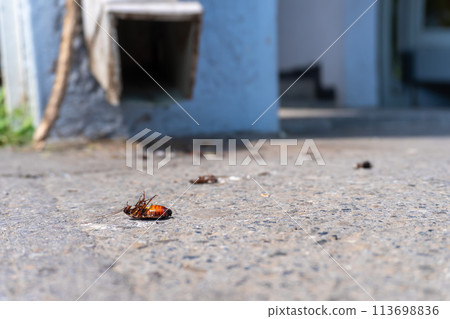 Dead cockroaches on asphalt - disinsection, getting rid of parasites, insects. maintenance of a residential building. Dead cockroaches on asphalt - disinsection, getting rid of parasites, insects. maintenance of a residential building. 113698836