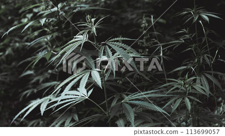 Wild Cannabis in forest, marijuana legalization 113699057