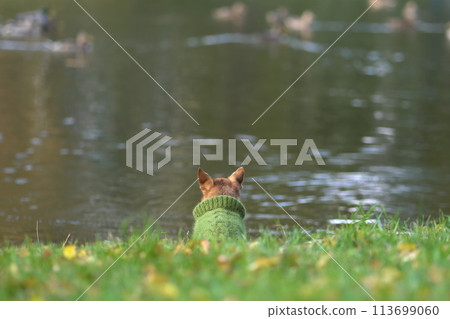 Warmly dressed small dog (chihuahua) looking at the lake or pond. Defocused ducks are passing by in the water. Autumn vibes. Warmly dressed small dog (chihuahua) looking at the lake or pond. Defocused ducks are passing by in the water. Autumn vibes. 113699060