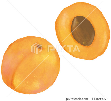 Apricot illustration set, cross section, seeds 113699078