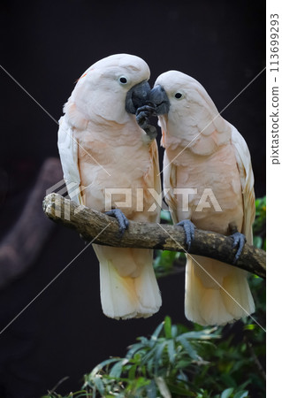Couple moluccan cockatoo bird is love and eatting in garden Couple moluccan cockatoo bird is love and eatting in garden 113699293