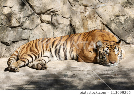 Close up Indochinese tiger is rest 113699295