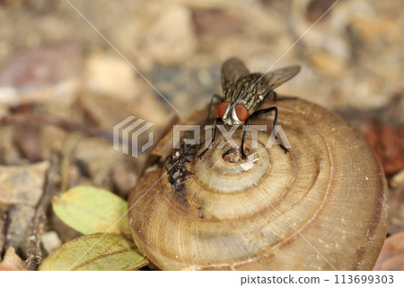 Close up The housefly insect on snail dead Close up The housefly insect on snail dead 113699303