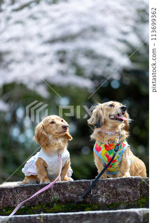 Dachshund walking in a park with cherry blossoms Dachshund walking in a park with cherry blossoms 113699362