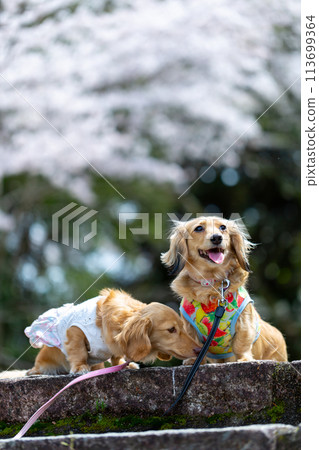 臘腸犬在櫻花盛開的公園散步 113699364