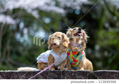 Dachshund walking in a park with cherry blossoms Dachshund walking in a park with cherry blossoms 113699366