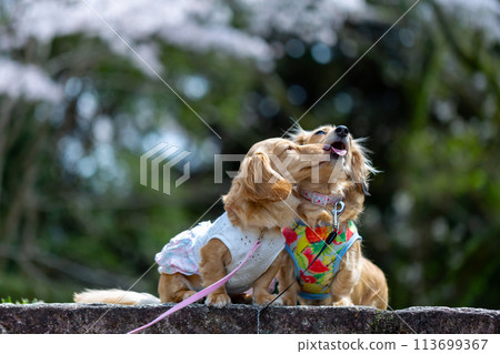 Dachshund walking in a park with cherry blossoms Dachshund walking in a park with cherry blossoms 113699367
