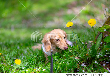 臘腸犬在公園散步 臘腸犬在公園散步 113699509