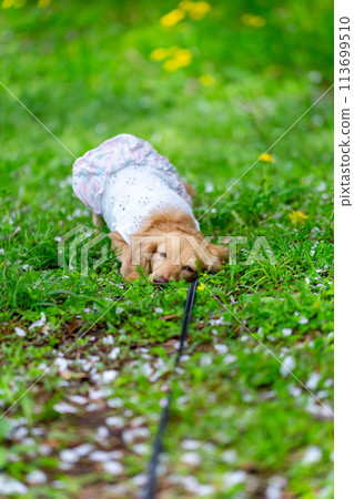 臘腸犬在公園散步 臘腸犬在公園散步 113699510