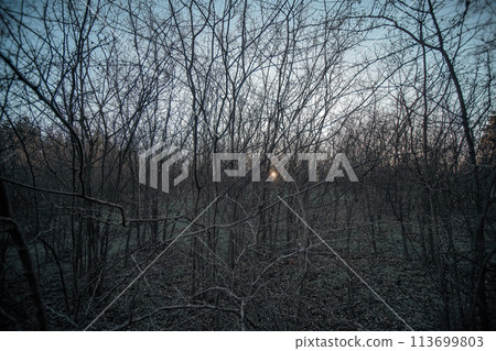 Sunset in winter or late autumn forest with no snow.. 113699803