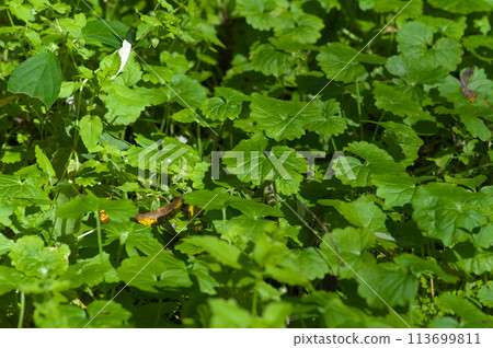 草地鋪展在樹林的森林地面上 113699811