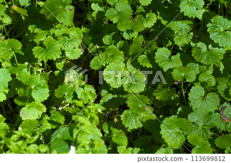 草地鋪展在樹林的森林地面上 草地鋪展在樹林的森林地面上 113699812