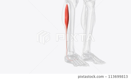 In human anatomy, the fibularis longus is a superficial muscle in the lateral compartment of the leg 113699813