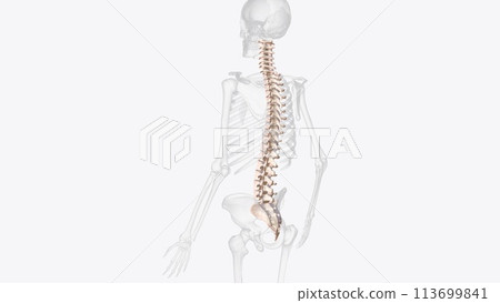 The vertebral column surrounds the spinal cord which travels within the spinal canal, The vertebral column surrounds the spinal cord which travels within the spinal canal, 113699841