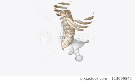 Abdomen Transverse, Axial skeleton Abdomen Transverse, Axial skeleton 113699843