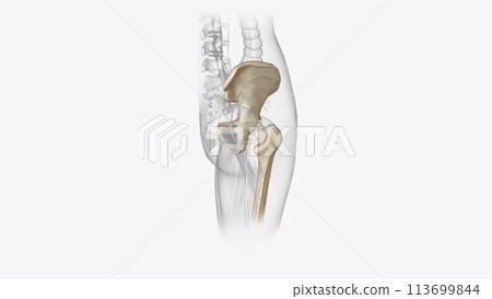 The appendicular skeleton is the portion of the skeleton of vertebrates consisting of the bones that support the appendages The appendicular skeleton is the portion of the skeleton of vertebrates consisting of the bones that support the appendages 113699844