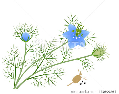 Nigella damask flowers with fruits and seeds on a white background. Nigella damask flowers with fruits and seeds on a white background. 113699861
