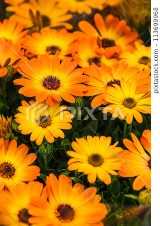 Daisy 113699968