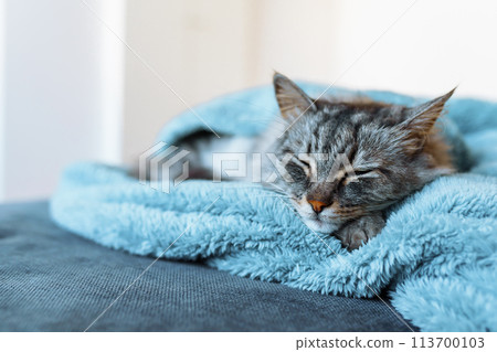 sleeping gray domestic cat on soft blanket sleeping gray domestic cat on soft blanket 113700103
