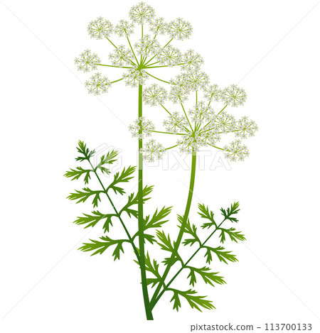 Regular cumin inflorescence with green leaves on a white background. 113700133