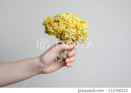 Yellow flower helichrysum. Blossom plant herb for herbal tea, oil Yellow flower helichrysum. Blossom plant herb for herbal tea, oil 113700325