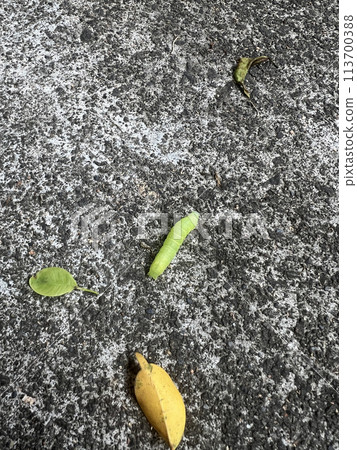 拍攝在路上爬行的綠色毛毛蟲 拍攝在路上爬行的綠色毛毛蟲 113700388