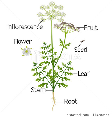 Parts of a regular cumin plant on a white background. 113700433
