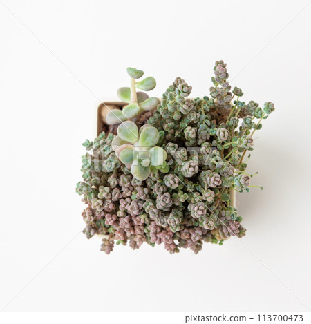 Top view of little Sedum Dasyphyllum Minor top view Top view of little Sedum Dasyphyllum Minor top view 113700473