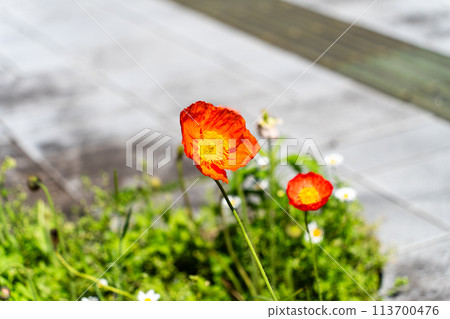 Poppy blooming on the roadside Poppy blooming on the roadside 113700476