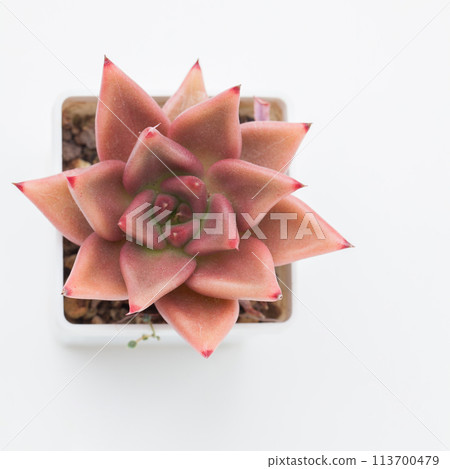 Natural blossom home decor design, close up top view of Red Echeveria Agavoides Succulent rosette Natural blossom home decor design, close up top view of Red Echeveria Agavoides Succulent rosette 113700479