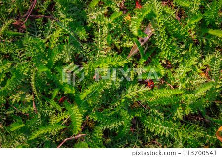 Fresh green grass background. Beauty of springtime nature. Red bugs in the moss. Spring lawn pattern. Nature in details. Green plants macro. Ecosystem closeup. April landscape. Fresh green grass background. Beauty of springtime nature. Red bugs in the moss. Spring lawn pattern. Nature in details. Green plants macro. Ecosystem closeup. April landscape. 113700541